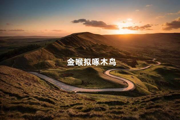 金喉拟啄木鸟