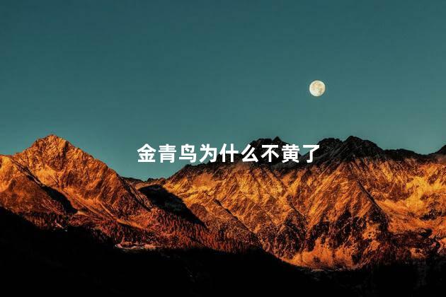 金青鸟为什么不黄了