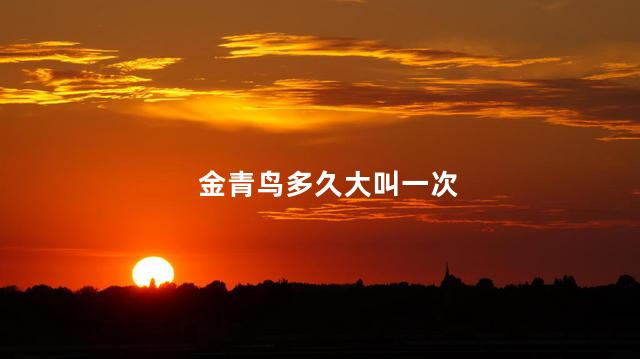 金青鸟多久大叫一次