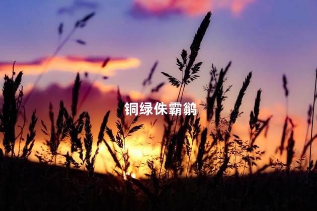 铜绿侏霸鹟