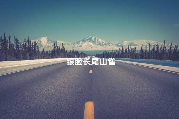 银脸长尾山雀