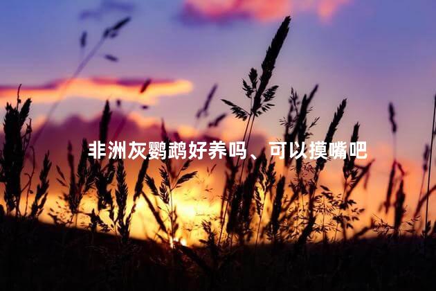 非洲灰鹦鹉好养吗、可以摸嘴吧