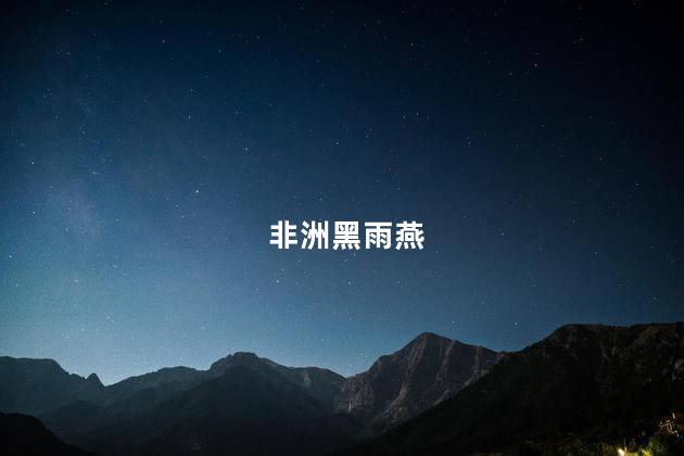非洲黑雨燕