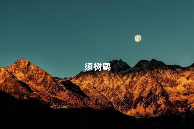 须树鹛
