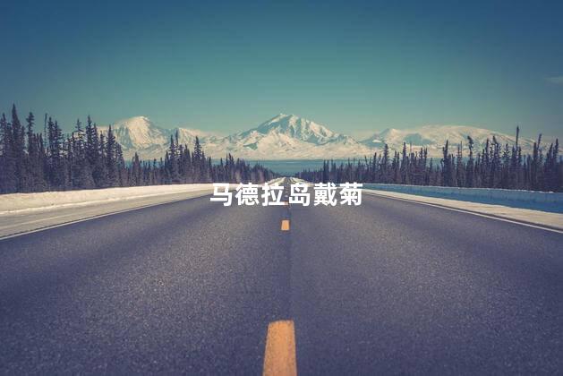 马德拉岛戴菊