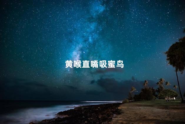 黄喉直嘴吸蜜鸟