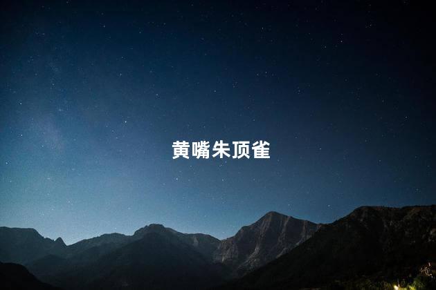 黄嘴朱顶雀