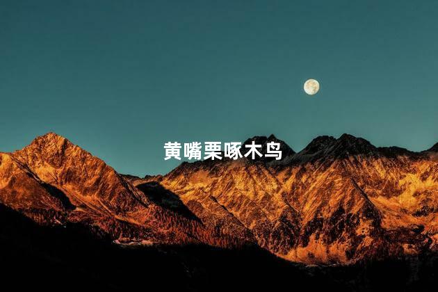 黄嘴栗啄木鸟