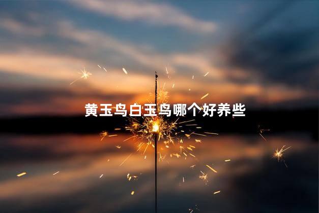 黄玉鸟白玉鸟哪个好养些