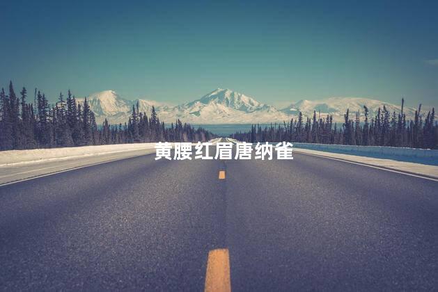 黄腰红眉唐纳雀