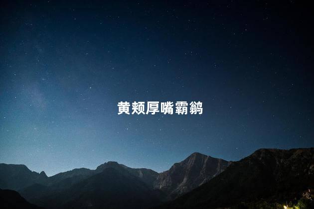 黄颊厚嘴霸鹟