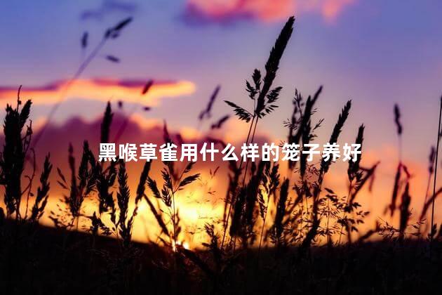 黑喉草雀用什么样的笼子养好