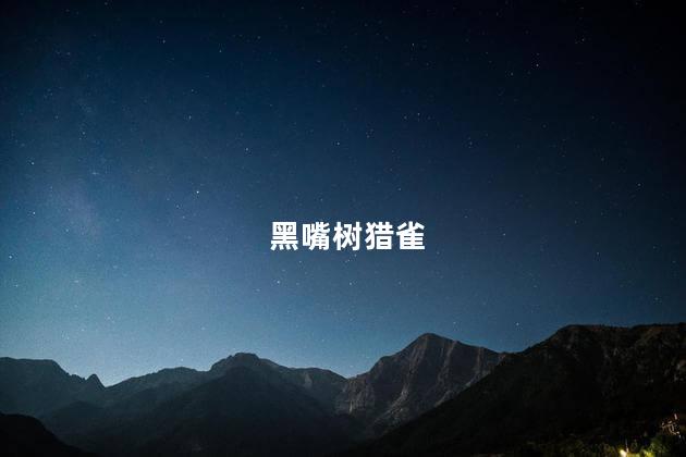 黑嘴树猎雀