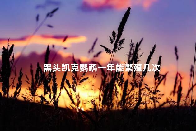 黑头凯克鹦鹉一年能繁殖几次