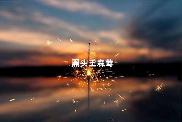 黑头王森莺