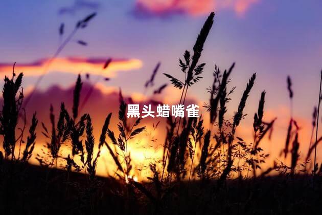 黑头蜡嘴雀