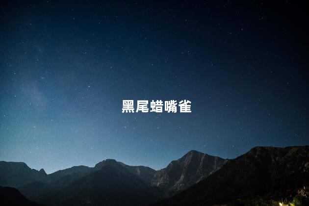 黑尾蜡嘴雀