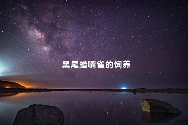 黑尾蜡嘴雀的饲养