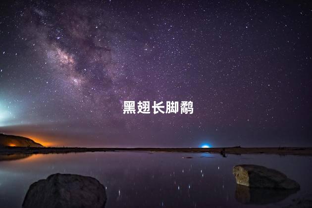 黑翅长脚鹬
