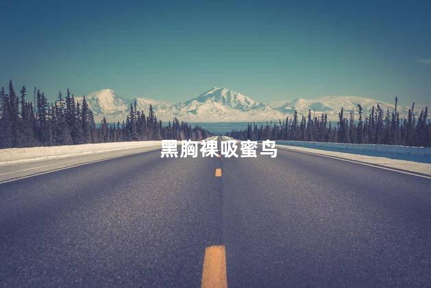黑胸裸吸蜜鸟