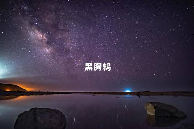 黑胸鸫