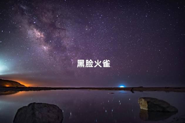 黑脸火雀