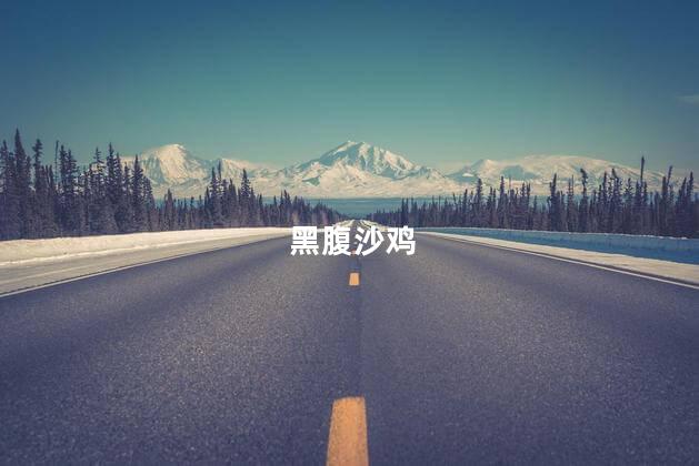 黑腹沙鸡