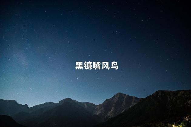 黑镰嘴风鸟